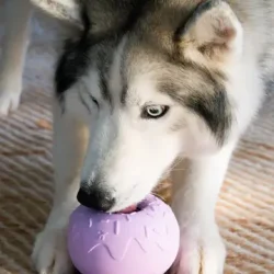 Inooko - Aktiverings Yoomy Donut, Lavendel