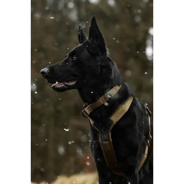 Solid adjustable collar WD (Justerbar halsbnd)