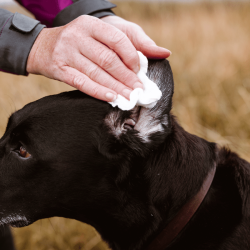 WAP07 - �ko &amp; vegansk �revask til hund, 50ML