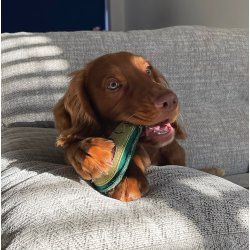 Green &amp; Wilds - Audrey the Avocado