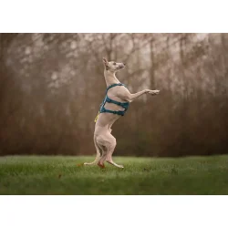 Non-Stop Dogwear, Ramble long Hundesele - Teal