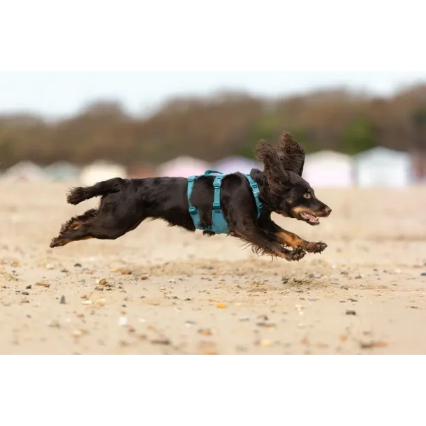 Non-Stop Dogwear, Ramble long Hundesele - Teal