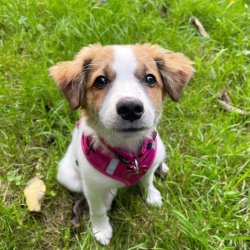 Petlando Mesh Vest - Fuchsia