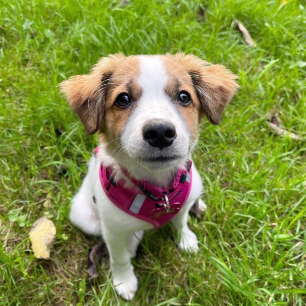 Petlando Mesh Vest - Fuchsia