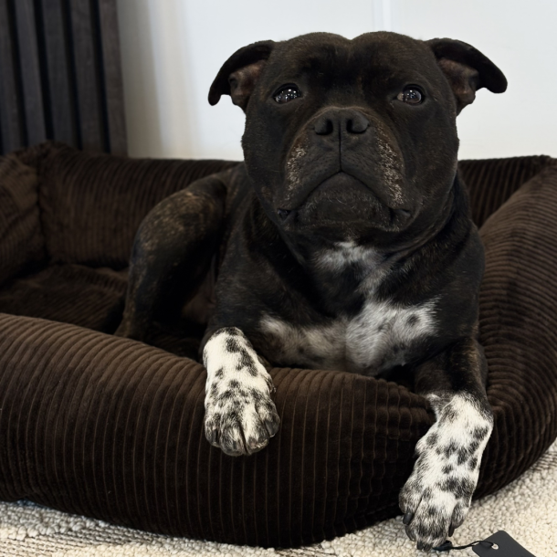 Petlando - Luke Ortho Hundeseng, M�rkebrun Fl�jl
