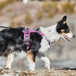 Non-Stop Dogwear Ramble Hundesele - Lilla