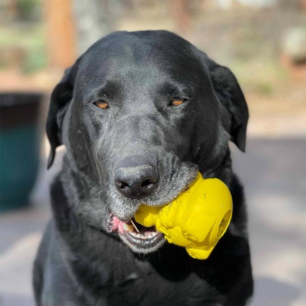 Sodapup Honey Bear - Snack legetj 