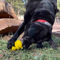 Sodapup Honey Bear - Snack legetj 