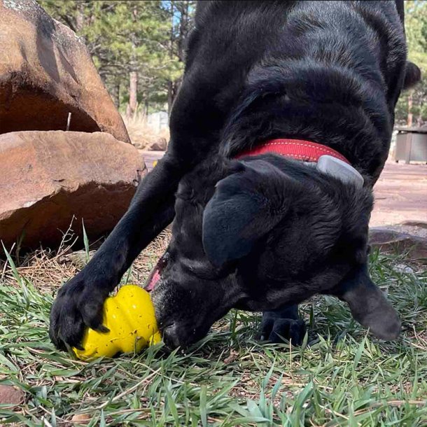 Sodapup Honey Bear - Snack legetj 