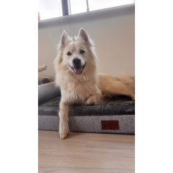 Alabama Ortopdisk Hundeseng - Gr