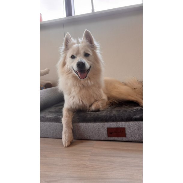 Alabama Ortopdisk Hundeseng - Gr