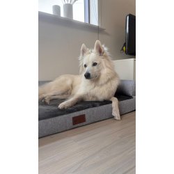 Alabama Ortopdisk Hundeseng - Gr