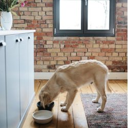 District 70 - Bambus hundeskl m. antislip bund 