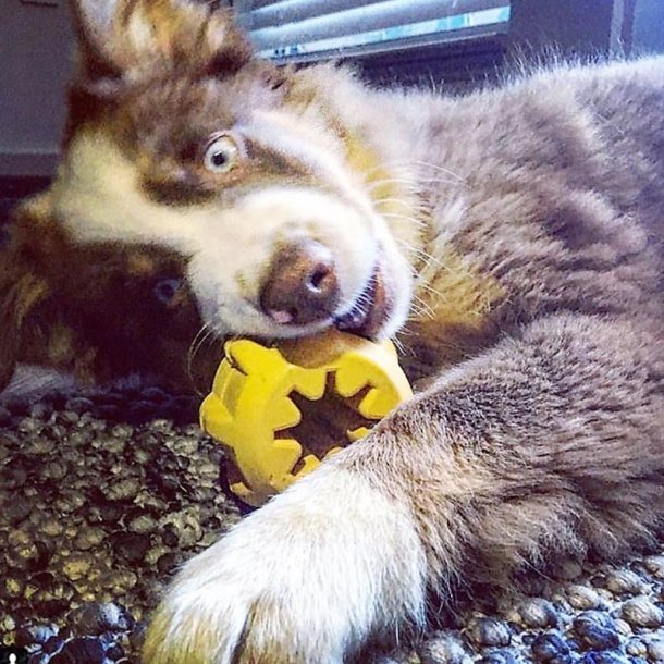 Sodapup Gear Treat Pocket Large &#150; Gul