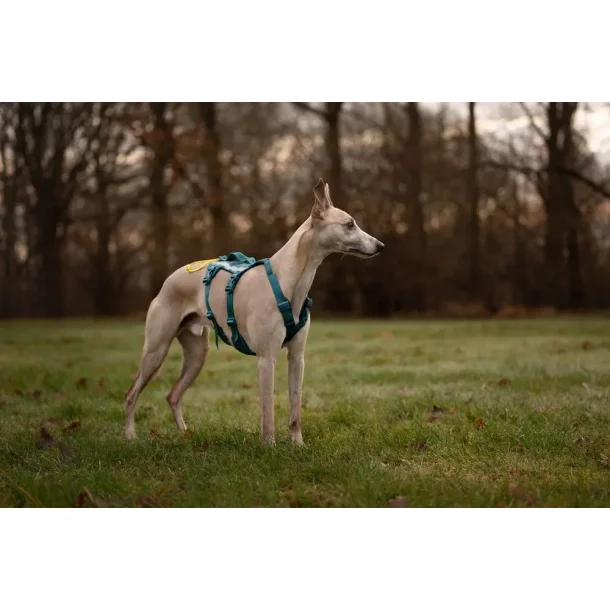 Non-Stop Dogwear, Ramble long Hundesele - Teal