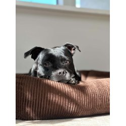 Petlando - Luke Ortho Hundeseng, M�rkebrun Fl�jl