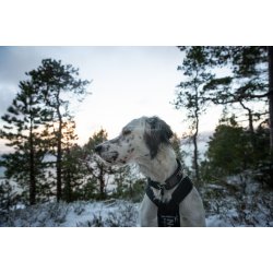 Non-Stop Dogwear Rock Halsbnd