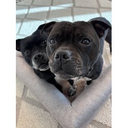 Alabama - Ortop�disk Hundeseng, Beige