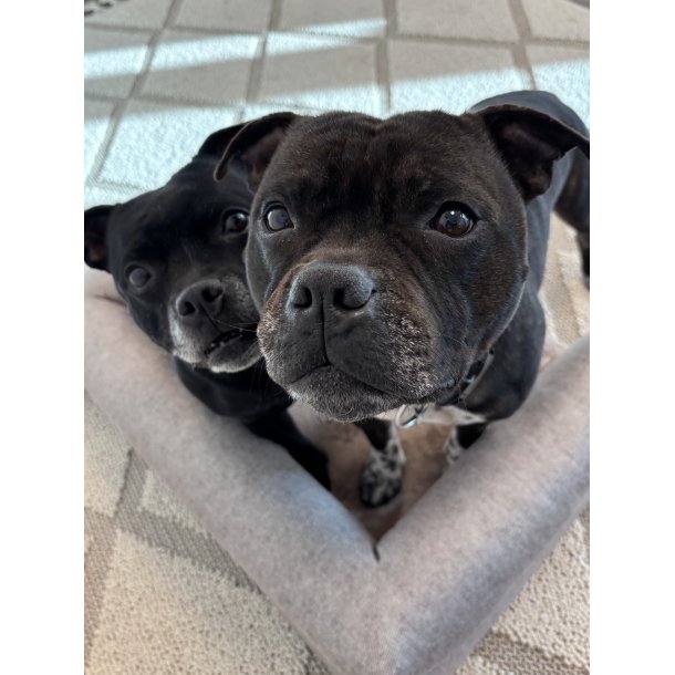 Alabama - Ortop�disk Hundeseng, Beige