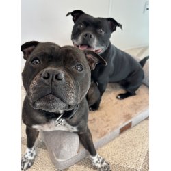 Alabama - Ortop�disk Hundeseng, Beige