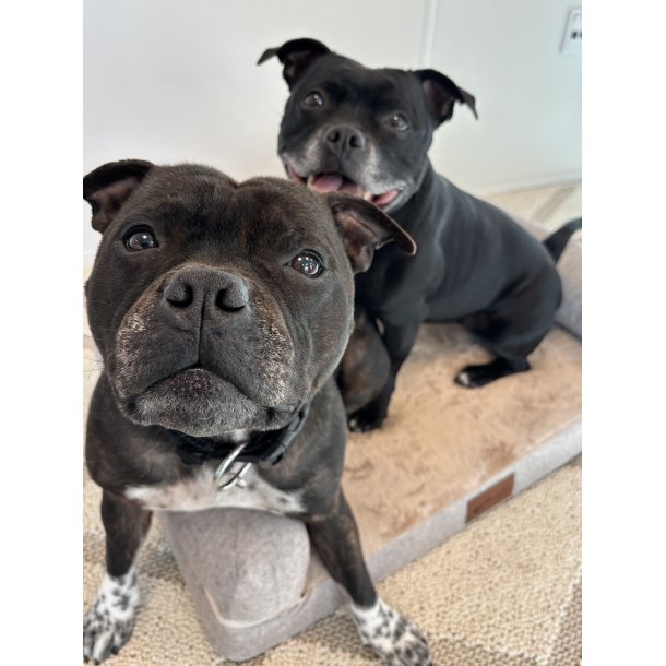 Alabama - Ortop�disk Hundeseng, Beige