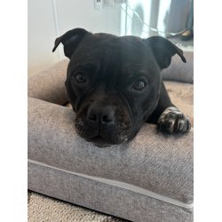 Alabama - Ortop�disk Hundeseng, Beige