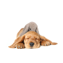 Beroligende hundebamse bunny m. hjerteslag 