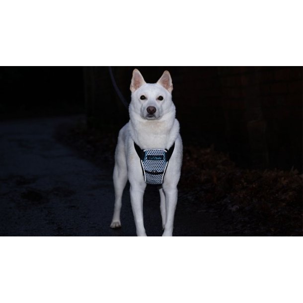 CarSafe Crash Tested Hundesele