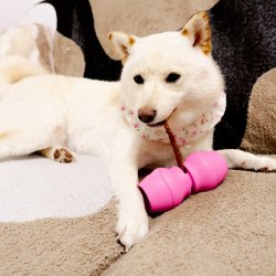 Chewise Snack-Holder - Pink