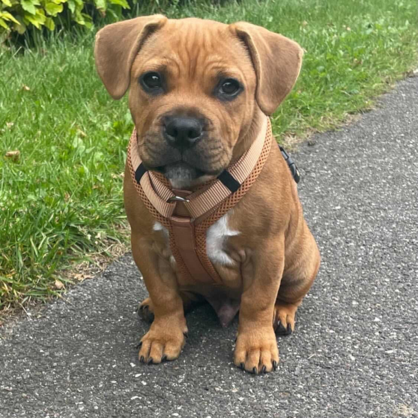 Petlando Y-Comfort Hundesele - Cognac