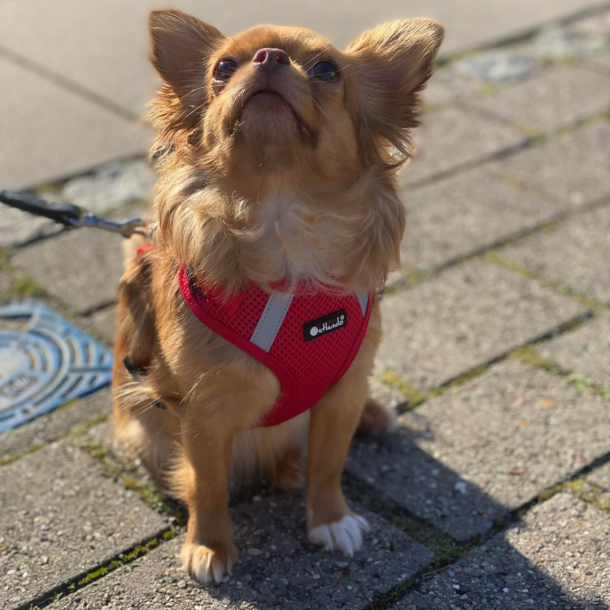 Petlando Mesh Vest - Rd