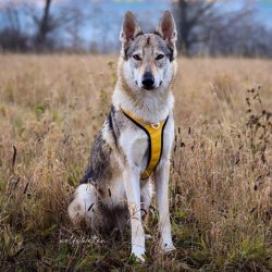 Petlando Outdoor Hundesele - Gul/gr