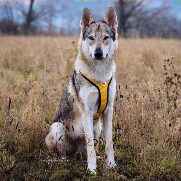 Petlando Outdoor Hundesele - Gul/gr