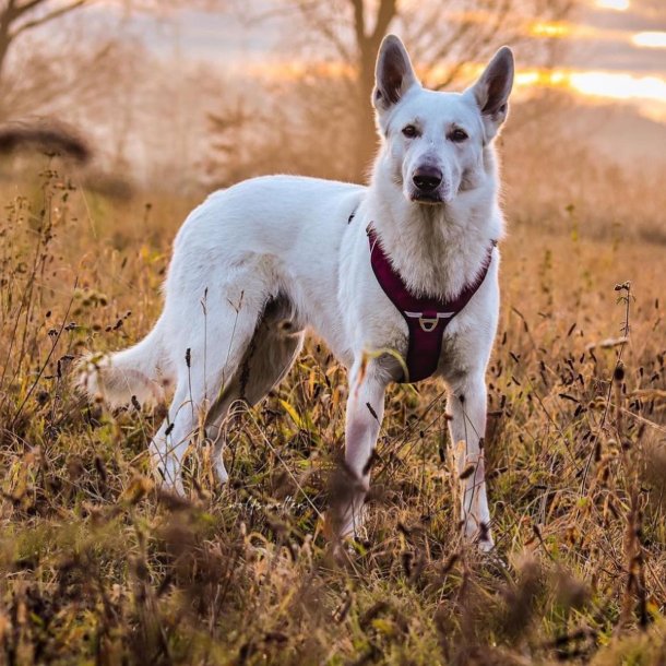 Petlando Outdoor Hundesele - Berry/sort