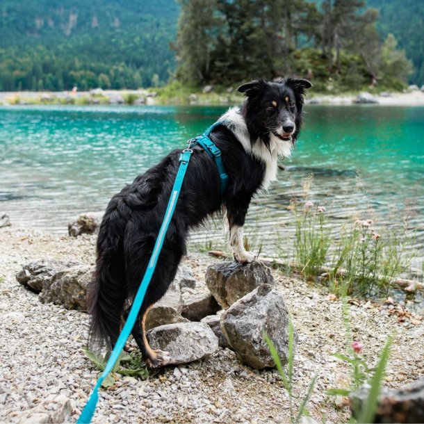 Non-Stop Dogwear Line Harness 5.0 - Teal