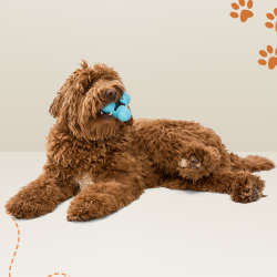 West Paw Tux Aktivitetslegetj