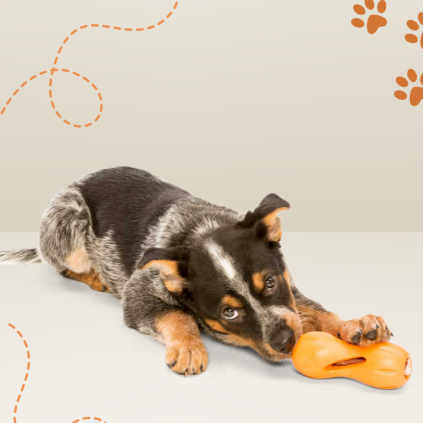 West Paw Qwizl Aktivitetslegetj