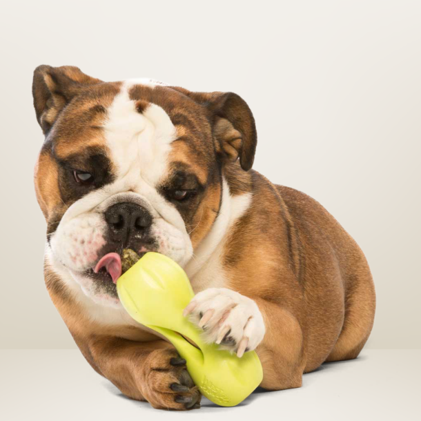 West Paw Qwizl Aktivitetslegetj