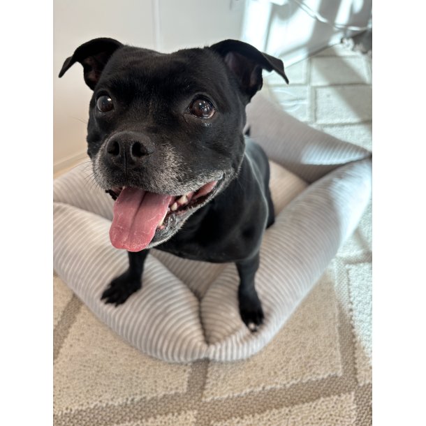 Gent Premium Hundeseng - S�lvgr�