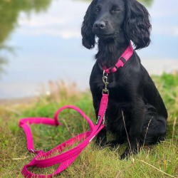 Petlando Justerbar Mesh Hundesnor - Fuchsia