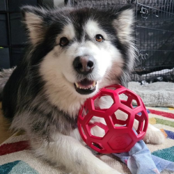 JW - Hol-ee air bold i naturgummi