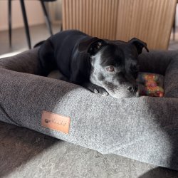 Korfu Ortho Hundeseng - M�rkegr�