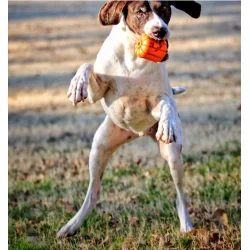 Sodapup Jack O' Lantern