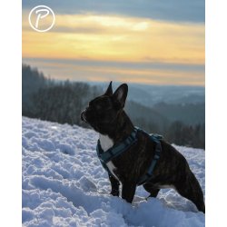 Petlando Y-Comfort Hundesele - Petroleum