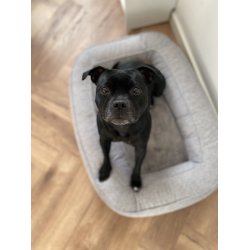 Lima Ortopdisk Hundeseng - Gr