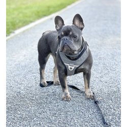 Petlando Outdoor Hundesele - Gr/petroleum