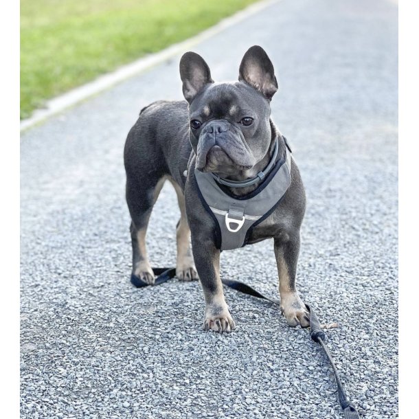 Petlando Outdoor Hundesele - Gr/petroleum