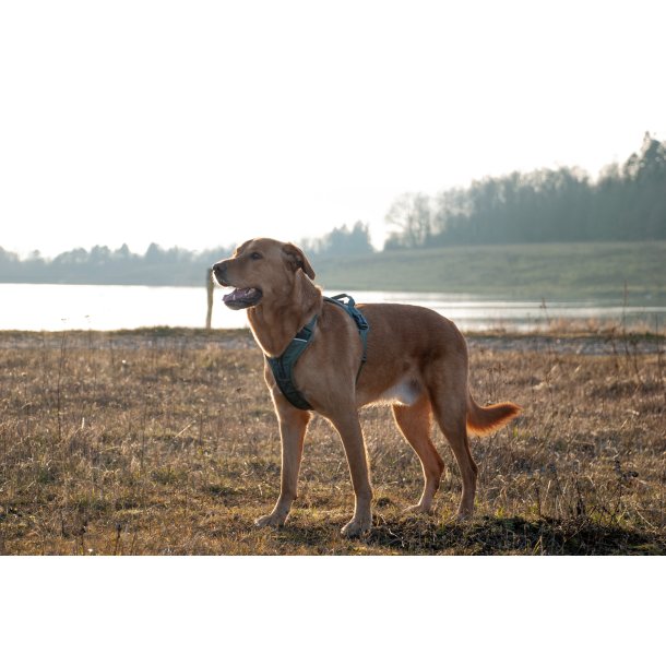 Non-Stop Dogwear Ramble Hundesele - Grn