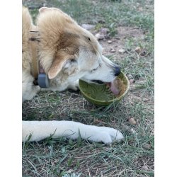 Sodapup Garden, Eatin' Tipsy Bowl  - Grn