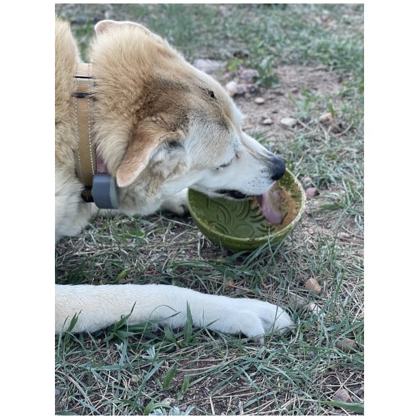 Sodapup Garden, Eatin' Tipsy Bowl  - Grn